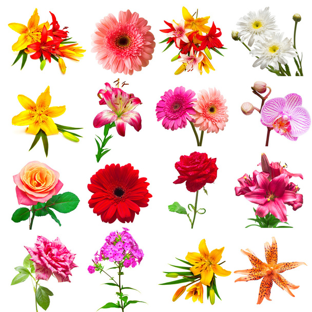 zbiór pięknych kwiatów - Zdjęcie, obraz