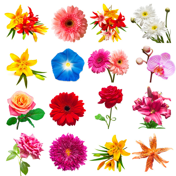 Sammlung schöner Blumen - Foto, Bild