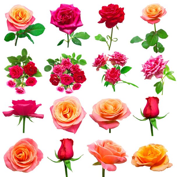 Колекція рожевих квітів
  - Фото, зображення
