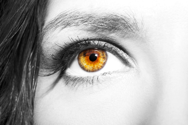 Eye Makeup. Beautiful Eyes Make up detail, eyelash extension - Fotoğraf, Görsel
