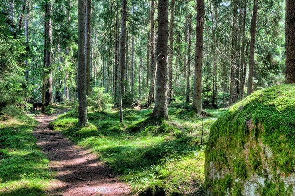 Yaz aylarında yeşil orman manzarası - Fotoğraf, Görsel