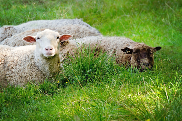 緑の芝生に横になっている 2 つの羊 - 写真・画像