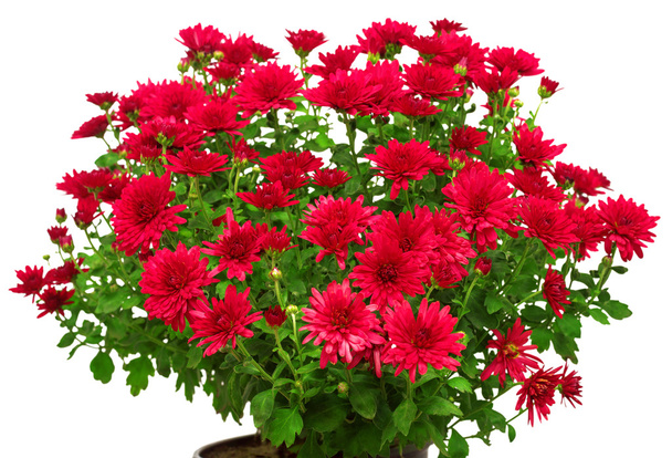 red flowers of chrysanthemums  - Photo, Image