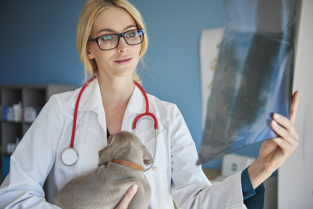κτηνίατρος εξετάσει σκύλου - Φωτογραφία, εικόνα