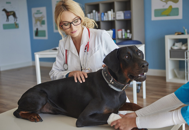 veterináři zkoumat pes - Fotografie, Obrázek