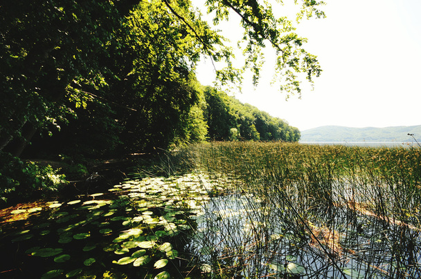 pohled do jezero Laacher See s jeho stromy.  - Fotografie, Obrázek