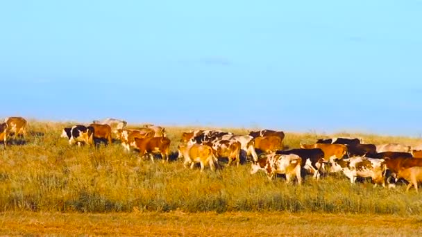 Cows in the field. - Footage, Video