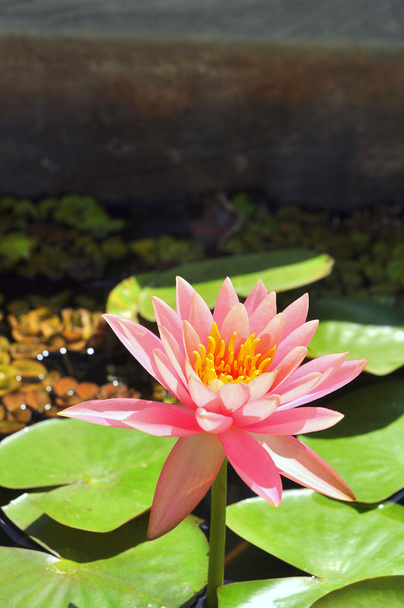 Waterlily flower in the sunshine - Φωτογραφία, εικόνα