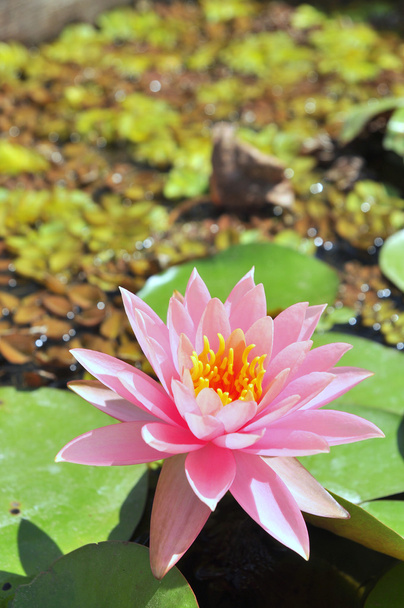 Водяной цветок в солнечном свете
 - Фото, изображение