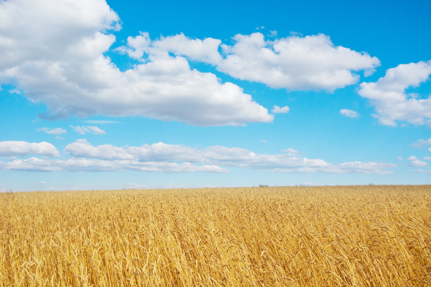 golden wheat field - Fotoğraf, Görsel