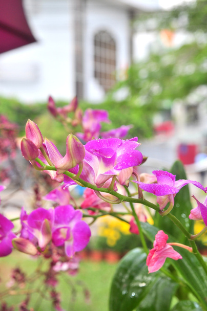 Egy park-lila orchidea virág - Fotó, kép