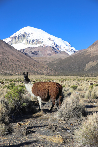 Andean peyzaj llamas sürüsü ile - Fotoğraf, Görsel