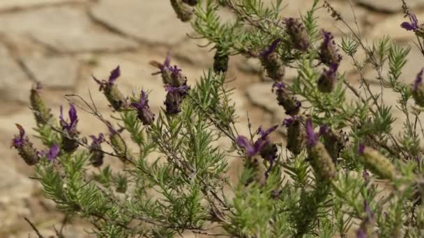 Lavandula stoechas (Kuiflavendel, Spaanse lavendel of bekroond lavendel) is een geslacht van bloeiende planten in de lipbloemenfamilie, die van nature voorkomen in de mediterrane landen. - Video