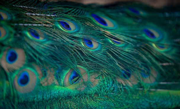 Hermoso plumaje de pavo real verde y azul
 - Foto, Imagen
