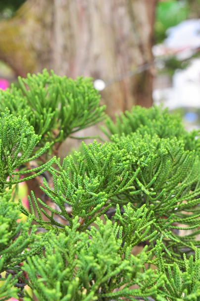 Pin bonsaï dans le jardin en Asie
 - Photo, image