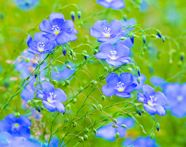 Flachsblumen. ein Feld blauer Flachsblüten. Blauer Flachs. Blaue Flagge - Foto, Bild