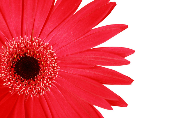 Close up of red gerbera flower - Фото, зображення