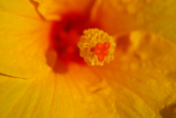 Gyönyörű sárga hibiszkusz - Fotó, kép