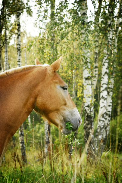 Horse profile - Photo, Image