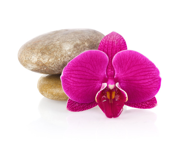 Flower Phalaenopsis orchid with sea stone - Photo, Image