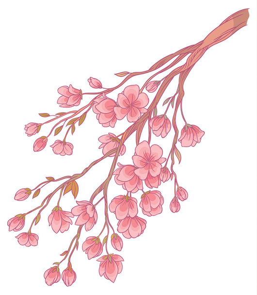 branches of cherry blossoms - Vector, Imagen