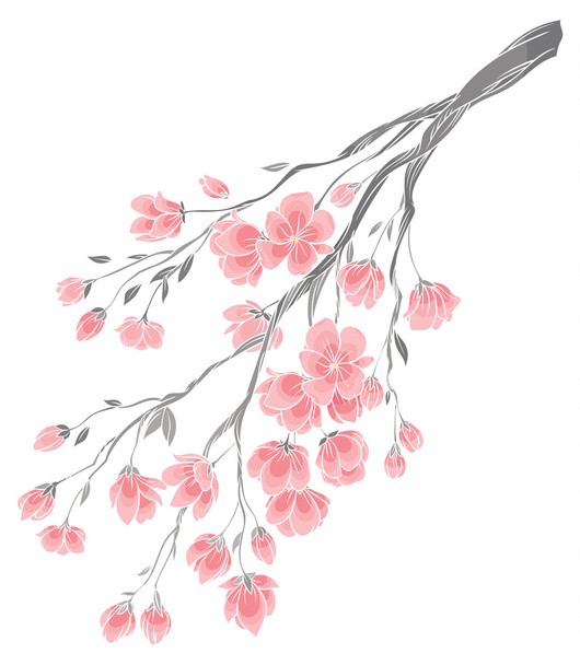 branches of cherry blossoms - Вектор, зображення