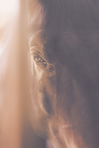 Ojo del caballo marrón
 - Foto, Imagen