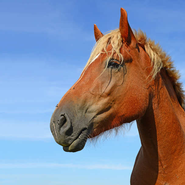 hlava koně uzavřít proti obloze ve venkovské krajině - Fotografie, Obrázek