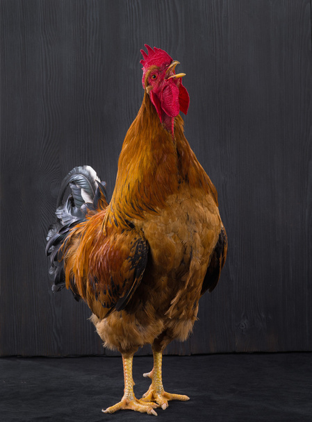 rooster is isolated on a black - Фото, зображення