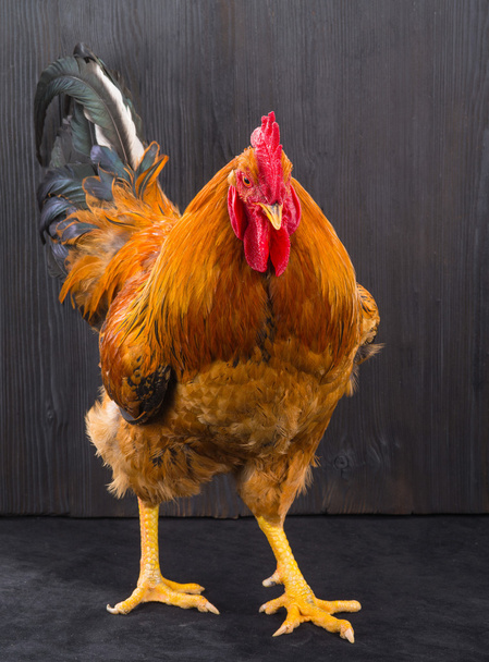 rooster is isolated on a black - Foto, Imagen