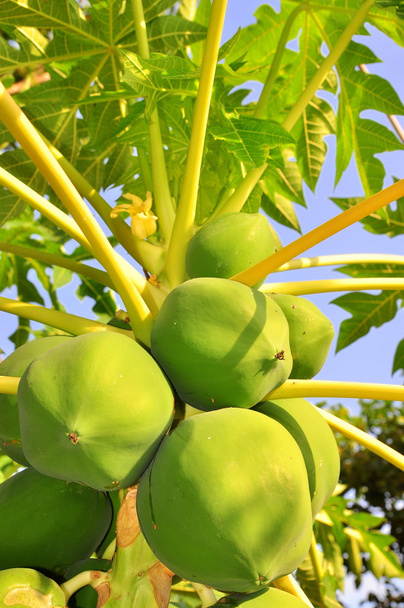 Green papaya fruits on the tree - Foto, Bild