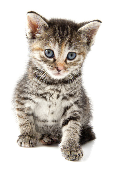 Adorable kitten - Foto, Bild