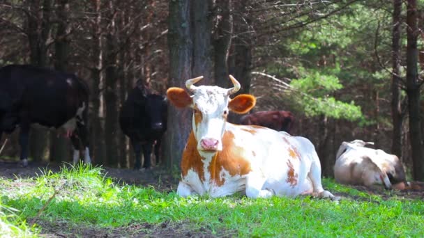 tehén ül a fűben - Felvétel, videó