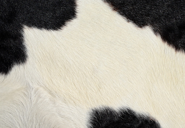 A fragment of a skin of a cow close up on a background photo - Photo, Image