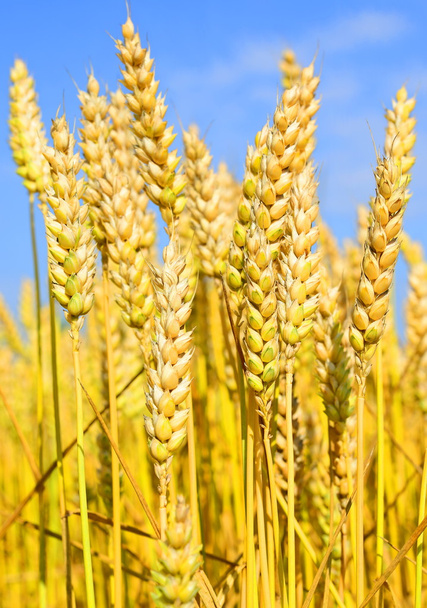 Champ de céréales dans le paysage rural
 - Photo, image