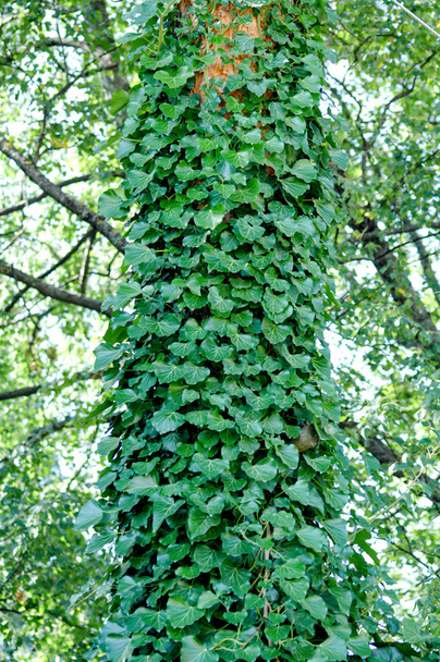 Ivy growing up on a large tree - Foto, immagini