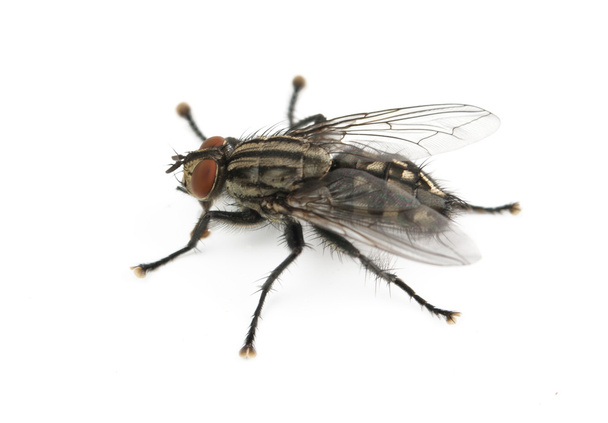 A mosca está isolada
 - Foto, Imagem