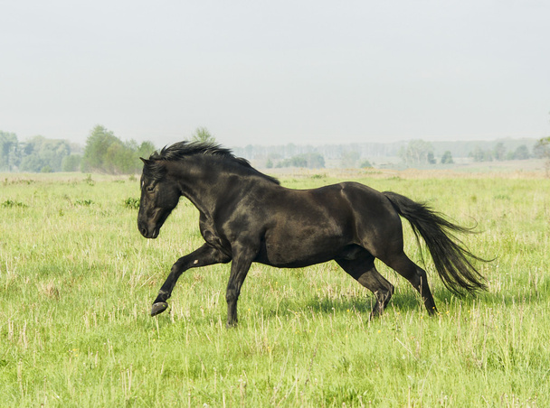 hermoso caballo negro con una melena larga y cola en un campo verde con hierba alta
 - Foto, Imagen