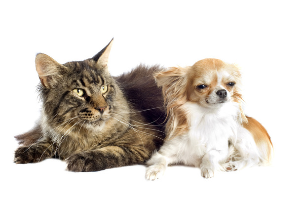 Maine coon cat and chihuahua - Photo, Image