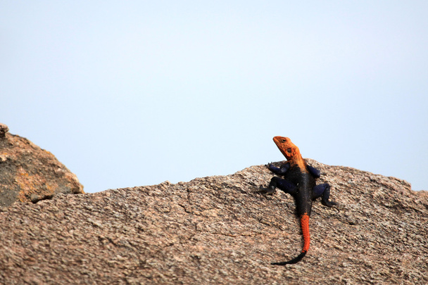 Kırmızı başlı agama kertenkele - uganda, Afrika - Fotoğraf, Görsel