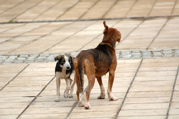  αδέσποτα σκυλιά στο δρόμο - Φωτογραφία, εικόνα