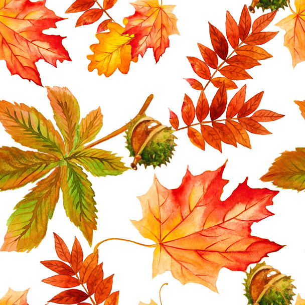 coleção belas folhas de outono coloridas. Padrão sem costura
 - Foto, Imagem