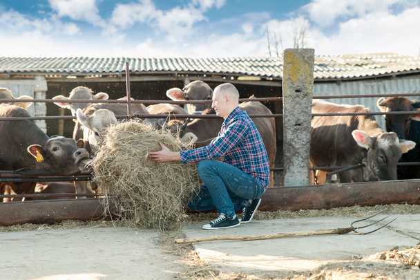 hombre agricultor que trabaja en la granja con vacas lecheras
 - Foto, imagen