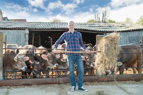 hombre agricultor que trabaja en la granja con vacas lecheras
 - Foto, Imagen