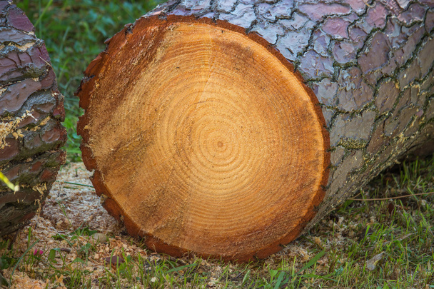 montón de troncos de madera de pino aserrado con vista de cerca de corteza de pino áspera
 - Foto, imagen