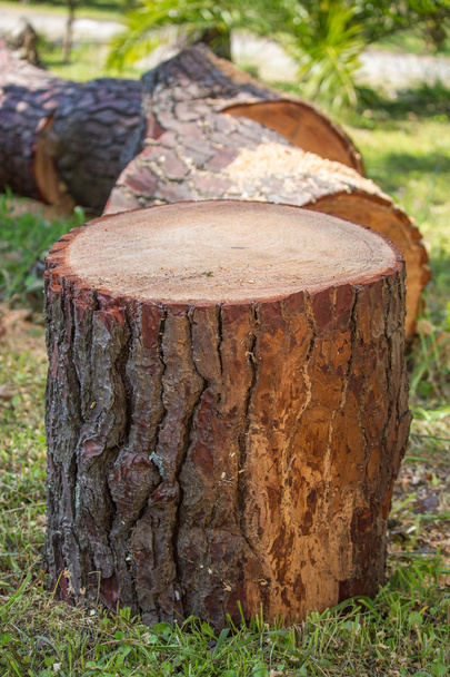 heap of sawn pine wood logs with rough pine bark closeup view - Photo, Image