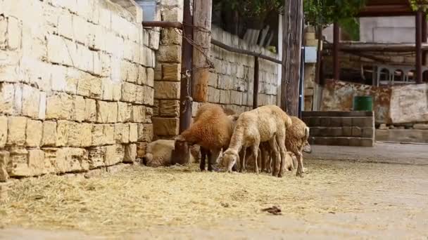 Muslims help in halal slaughtering a sheep - Footage, Video