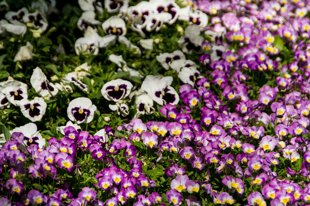 Весняні квіти в саду
 - Фото, зображення