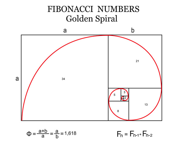 Fibonacciho spirála  - Vektor, obrázek