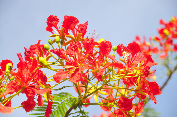 Trooppiset poinciana punaiset kukat
 - Valokuva, kuva